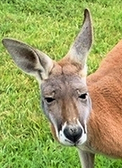 OTHER PETS - Melbourne