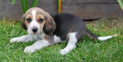 Beagle M1.jpg