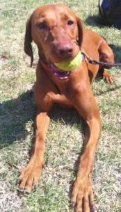 Sasha Hungarian Vizsla.jpg